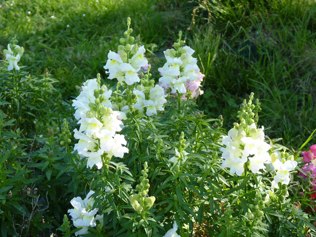 Antirrhinum majus